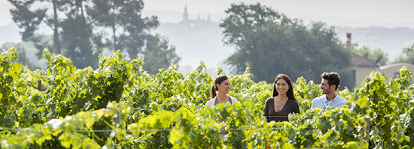 Visitas a viñedos y bodegas