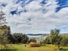PICNIC ENTRE OLIVOS