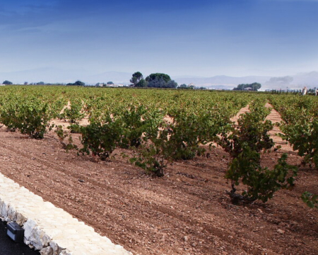 Bodegas Barahonda