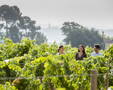 Visitas a viñedos y bodegas